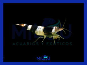 Caridina Crystal Black