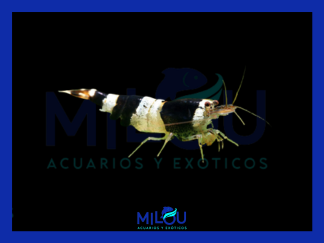 Caridina Crystal Black
