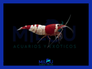Caridina Crystal Red