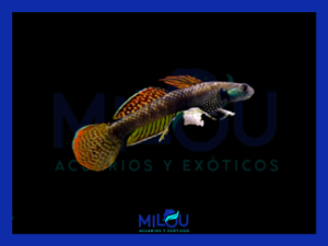 Gobio Arcoíris (5-7cm)