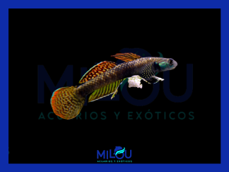 Gobio Arcoíris (5-7cm)