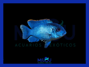 Acara Azul Eléctrico (3-4 cm)