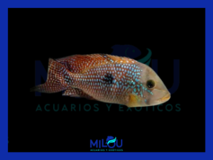 Geophagus Brasiliensis Red (4-5cm)