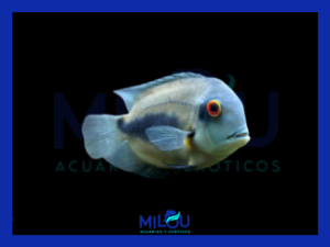 Uaru Amphiacanthoides (4-5cm)