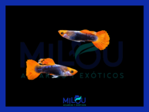 Guppy Koi Touxedo Short