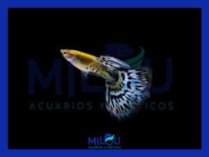 Guppy Purple Mosaico