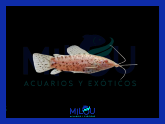 Hoplosternum Thoracatum Albino (3-4cm)