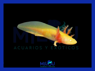 Axolote Gold