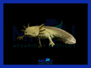 Axolote Pardo