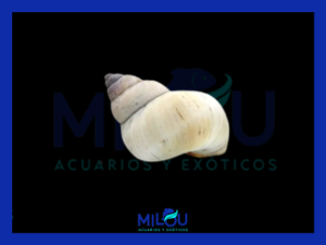 Caracol Mago Blanco