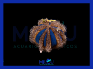Erizo Mespilia Globulus