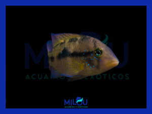 Geophagus Brasiliensis (7-8cm)