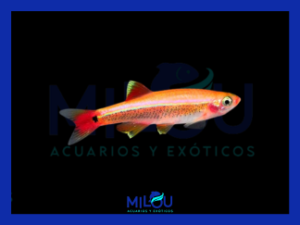 Neón Chino Oro (2cm )