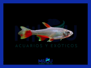 Tetra Aleta Sangrante (2-3cm)
