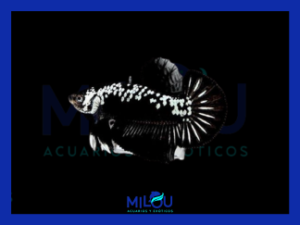 Betta Plakat Samurai