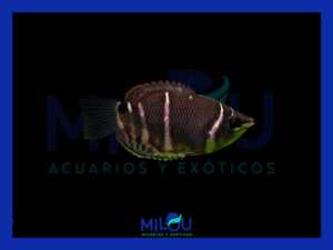 Gourami Chocolate