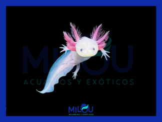 Axolote Albino 3-4cm