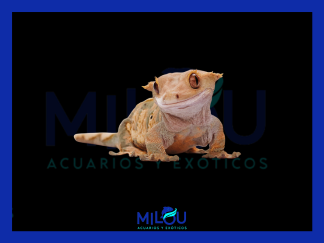 Gecko Crestado