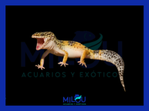 Gecko Leopardo