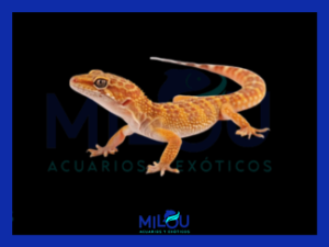 Gecko Leopardo Orange