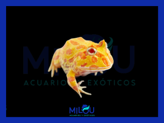 Rana Pacman Albina