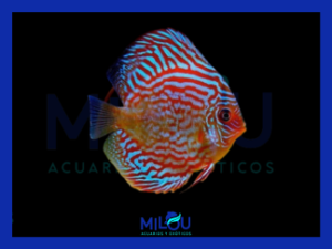 Disco Red Turquesa (5-6cm)