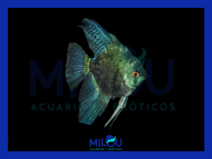 Escalar Pinoy Pterophyllum Antonello Greco (7-8cm)