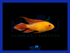 Apistogramma Agassizzi Fire Red (3-4cm)