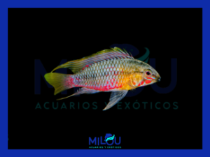 Apistogramma Hongsloi Gold Red (3-4cm)