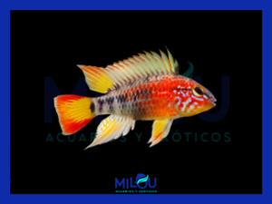 Apistogramma Macmasteri Red Mask (3-4cm)
