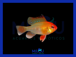 Ramirezi Gold Red (3-4cm)