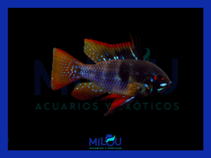 Ramirezi Black Carbon (3cm)