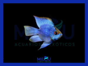 Ramirezi Balón Azul Eléctrico (4-5cm)