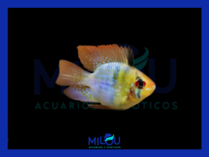 Ramirezi Balón Velo (4-5cm)