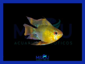 Ramirezi Balón Oro (4-5cm)