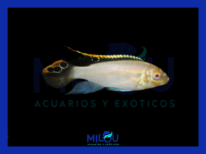 Pelvicachromis Pulcher Albino (3-4cm)