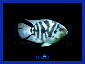 Loro Zebra Polar Blue (3cm)