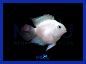 Loro Zebra Polar White (2,5-3cm)