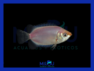 Gourami Besucon