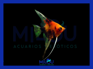 Escalar Red Devil (3cm)