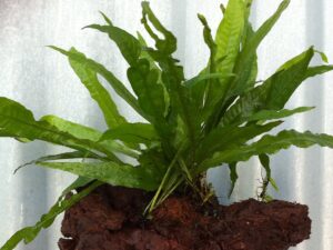 Microsorum en tronco