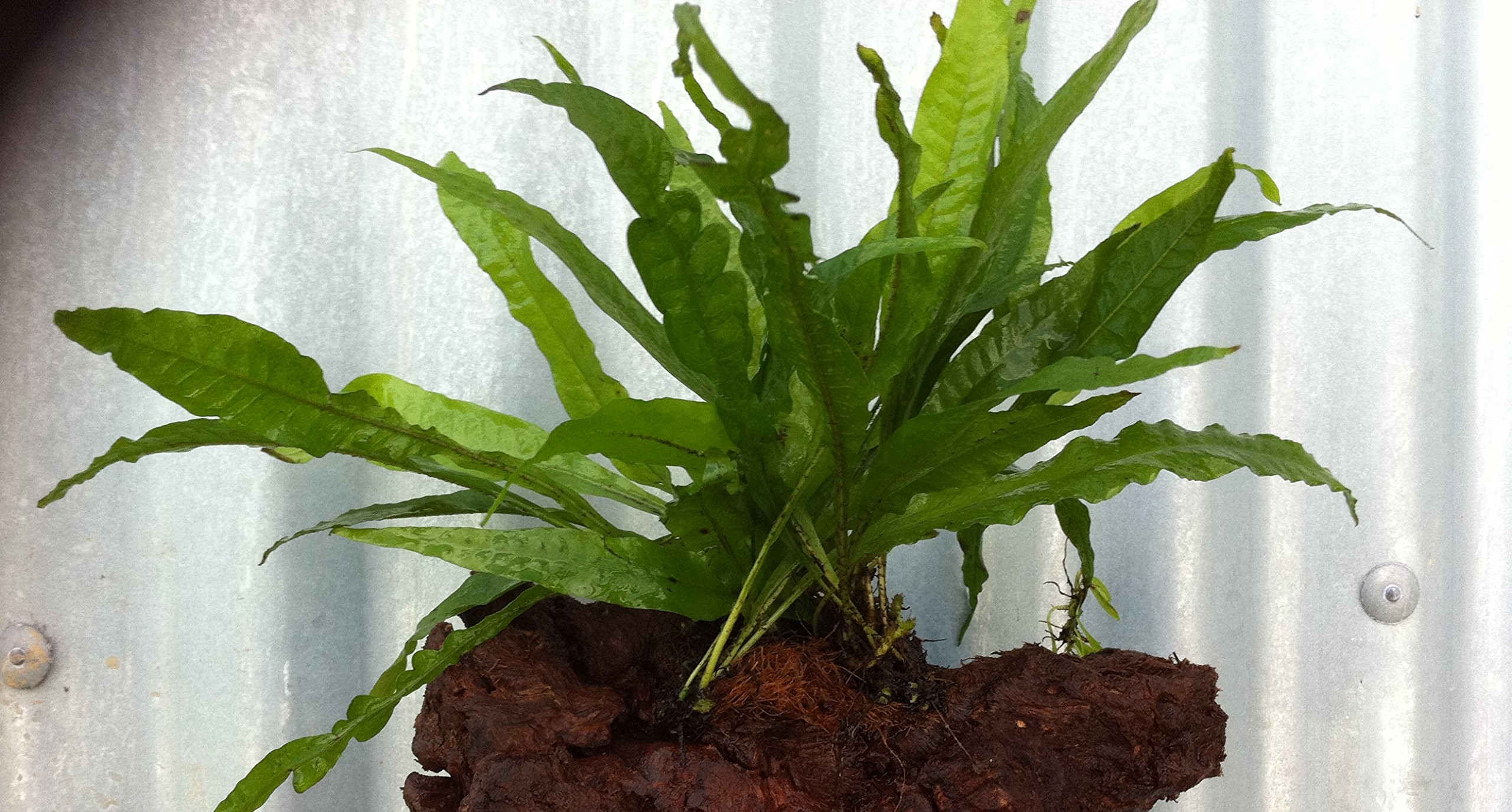 Microsorum en tronco
