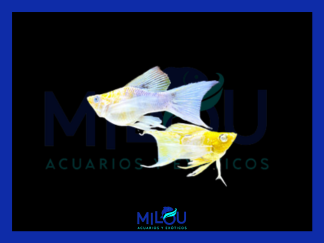Molly Red Sakura Veiltail