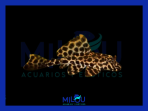 Plecostomus Mariposa (4-5cm)