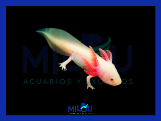 Axolote Leucistico