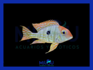 Geophagus Tapajos Red Head (4cm)