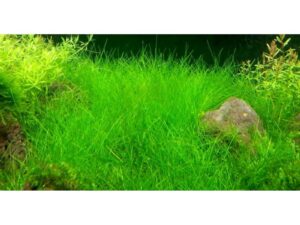 Malla Eleocharis Parvula 16x10cm