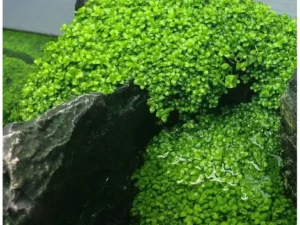 Malla Micranthemum Montecarlo 16x10cm