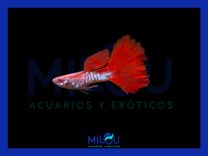 Guppy Albino Red Tail