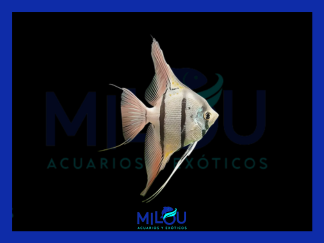 Escalar Peruensis (3-4cm)